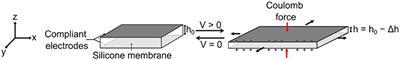 Dielectric Elastomer Actuator Driven Soft Robotic Structures With Bioinspired Skeletal and Muscular Reinforcement